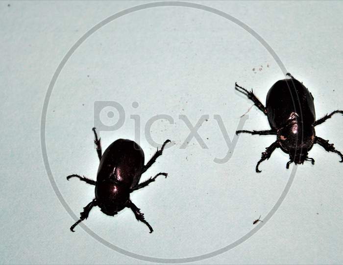 black beetle india