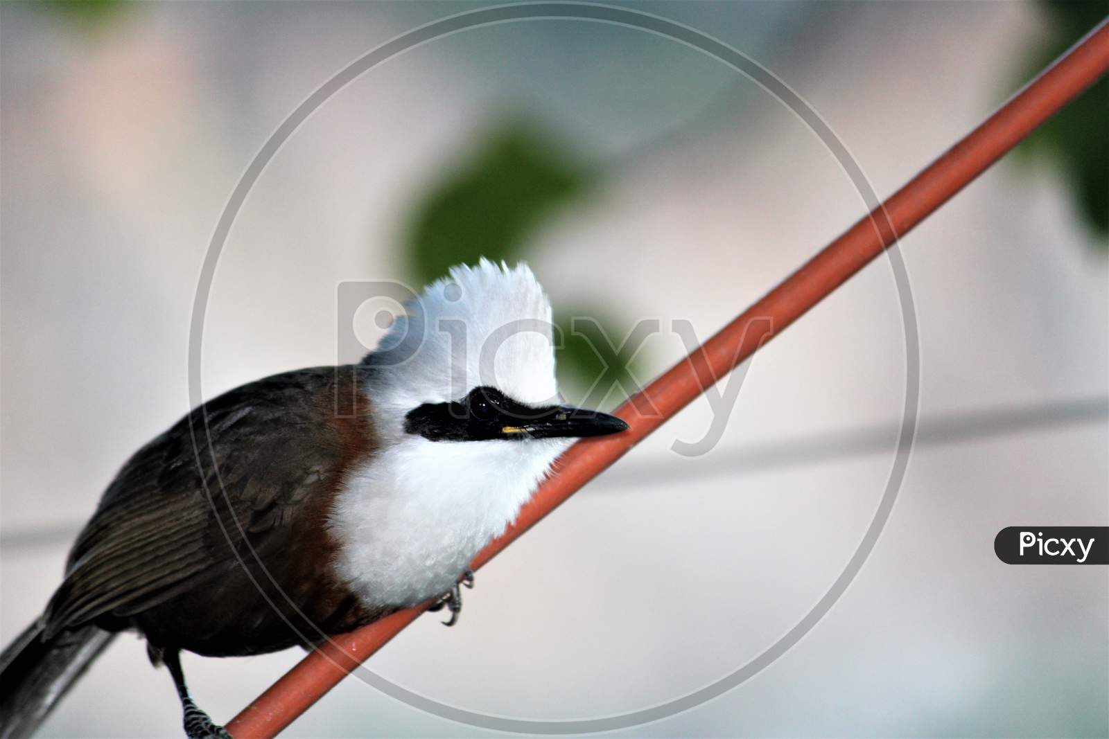 The white-crested laughingthrush bird