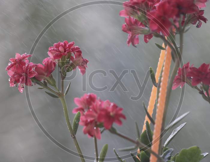 Beautiful red flower and rainy days