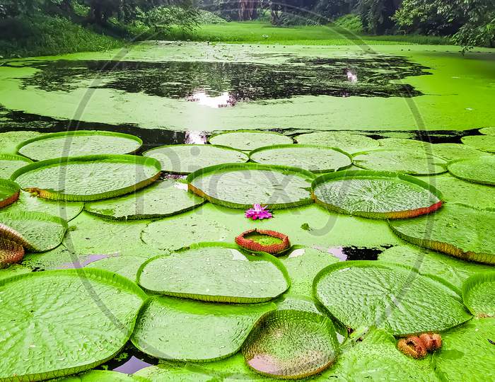 Acharya jagadish Chandra Bose Indian botanic garden water pond