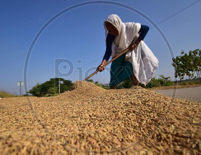 Woman dries paddy after harvesting at a village near  Raha in Nagaon District of Assam on Dec 9,2020.