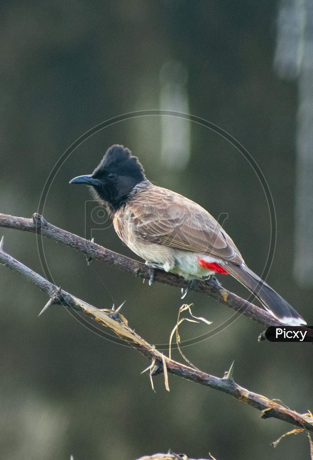 Red-vented bulbul
