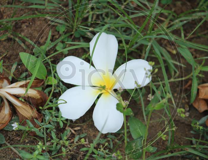 closeup shot of single White Plumeria Champa fragrant flower on the garden. closeup shot of single White Plumeria Champa fragrant flower fallen on the grass