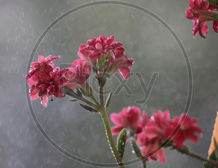 Beautiful red flower and rainy days