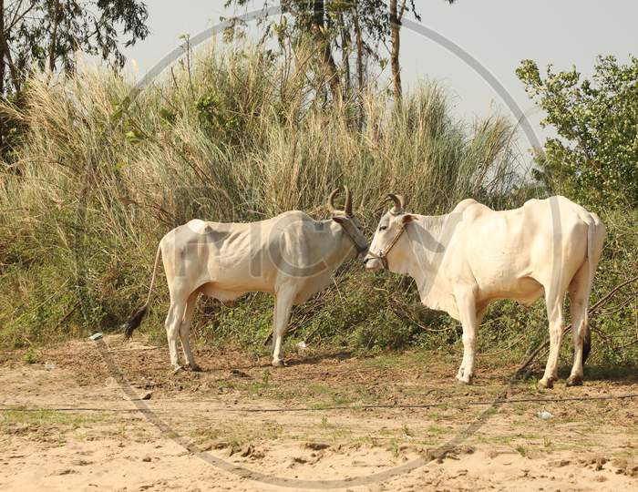 Cows at rural area