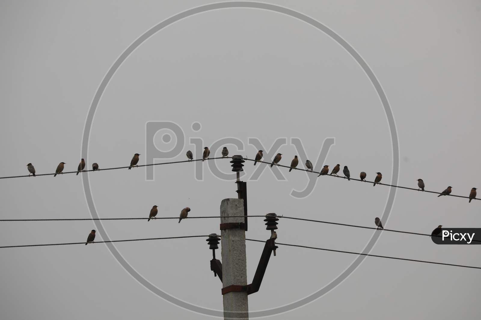 Crows on the Power Cable