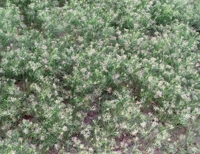 Image of Cumin Crop Field, fresh plant of Cumin seeds farm, growing in ...