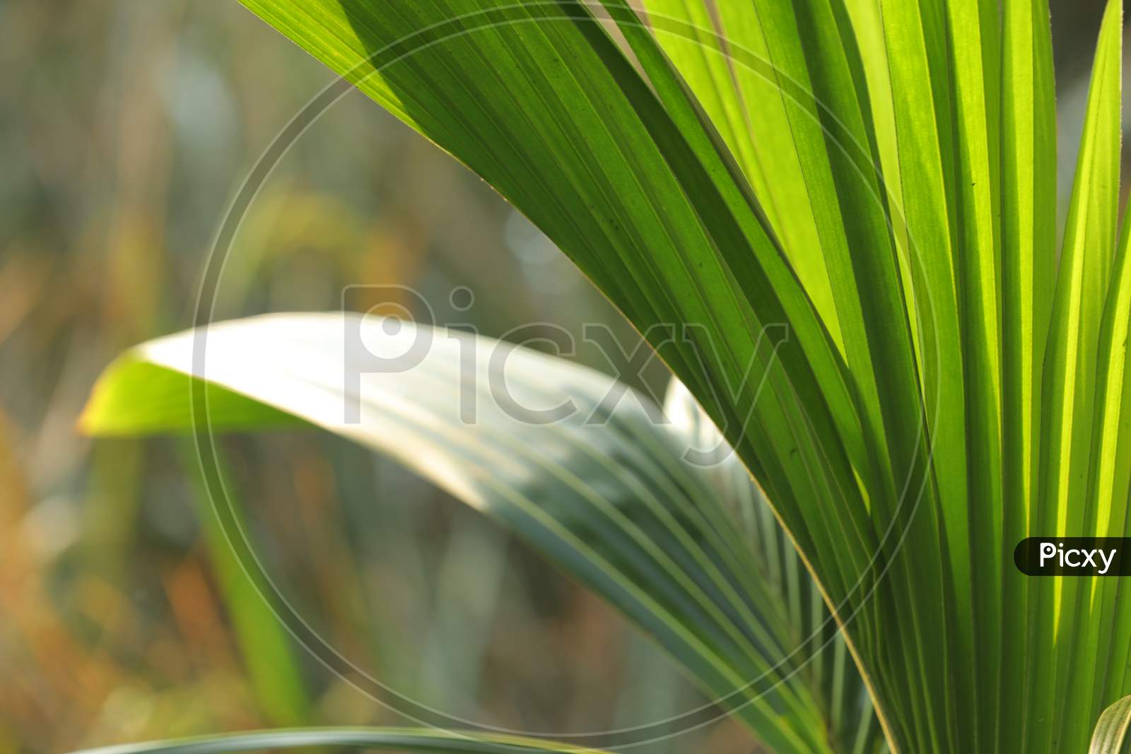 Coconut Leaf in the Nature