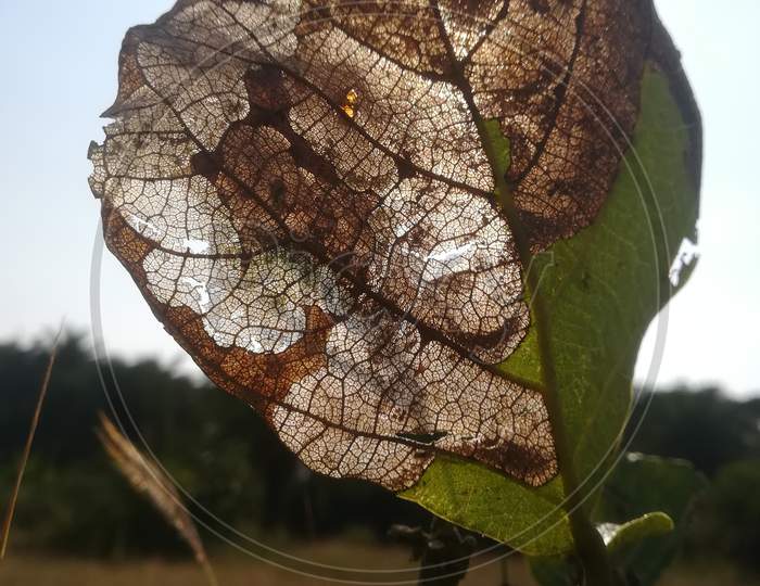 Inside the leaf.
