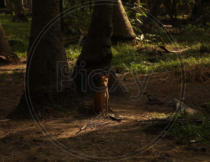 Dog at rural area