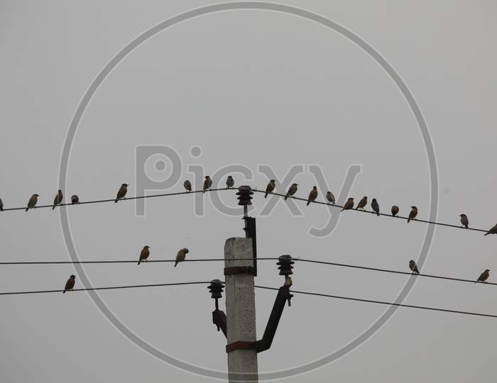 Crows on the Power Cable