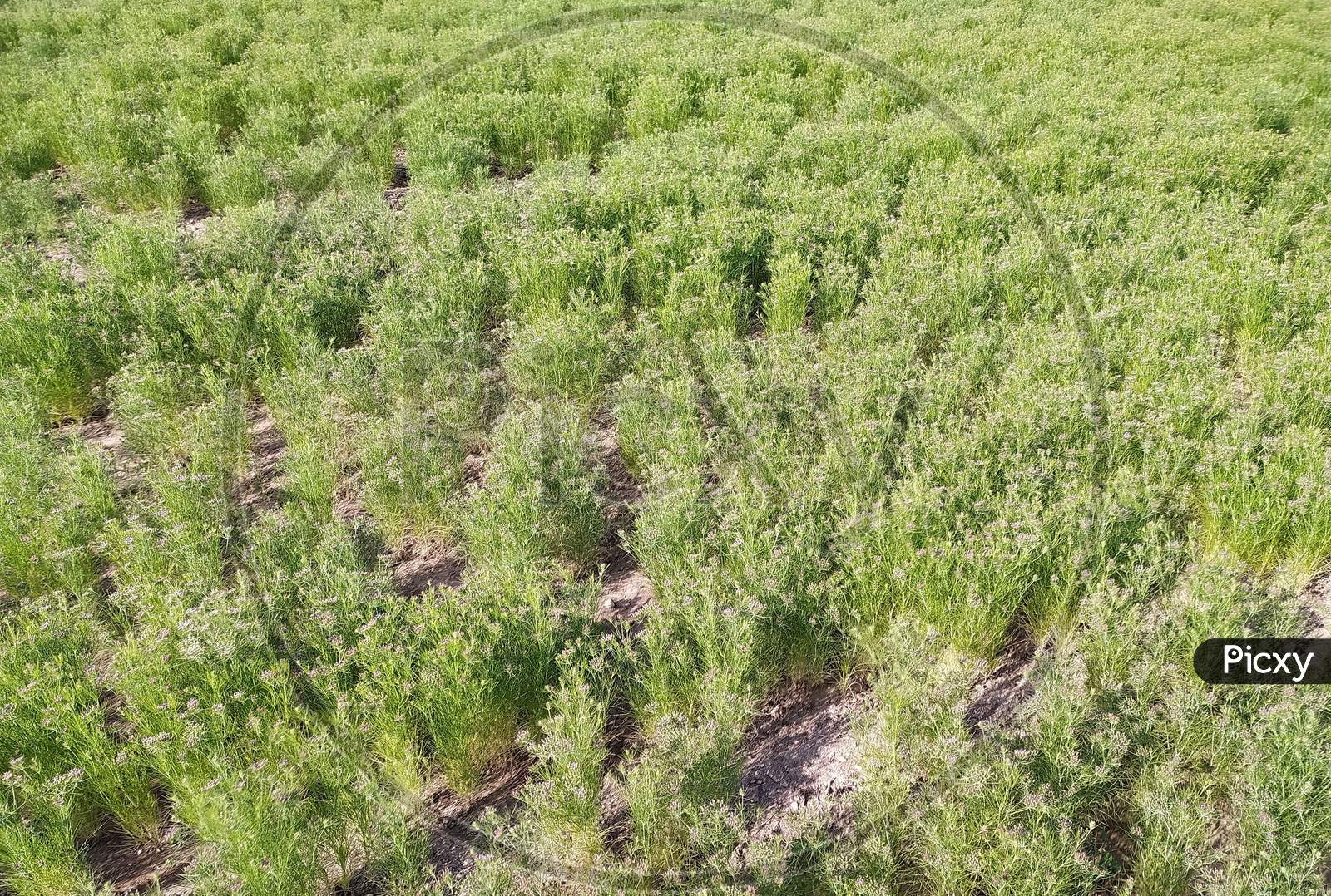 Image of Cumin Crop Field, fresh plant of Cumin seeds farm, growing in ...