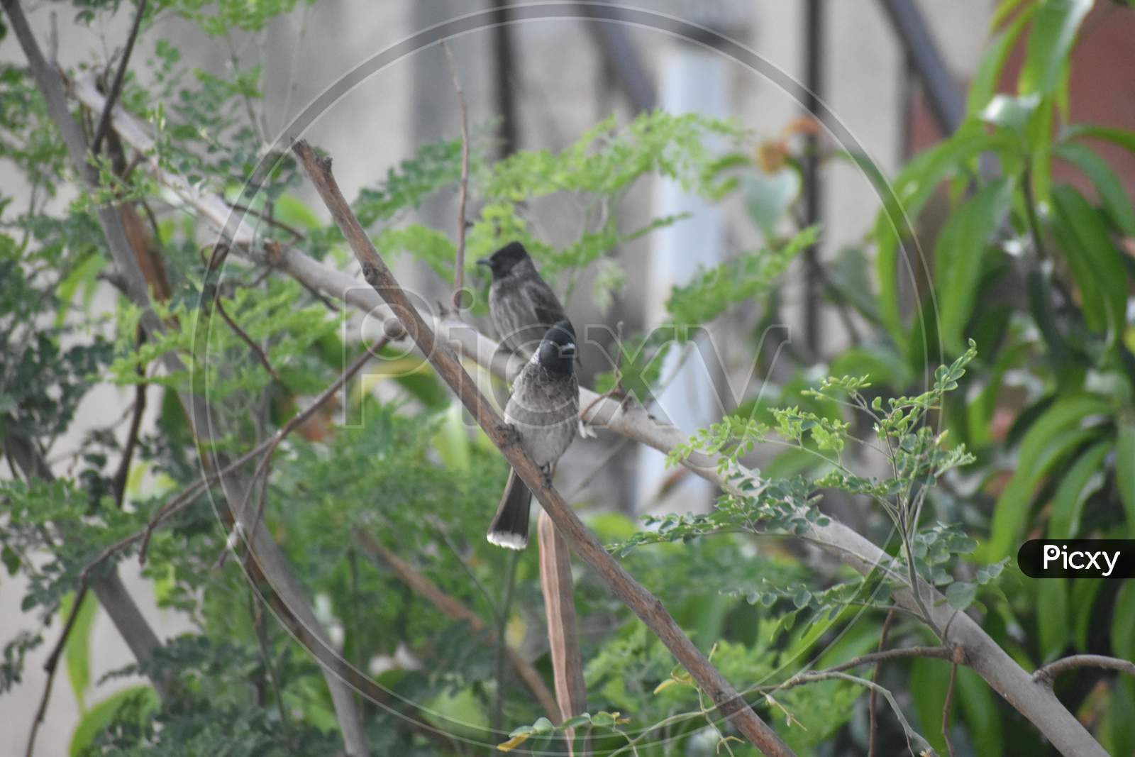 Two red vented bulbul