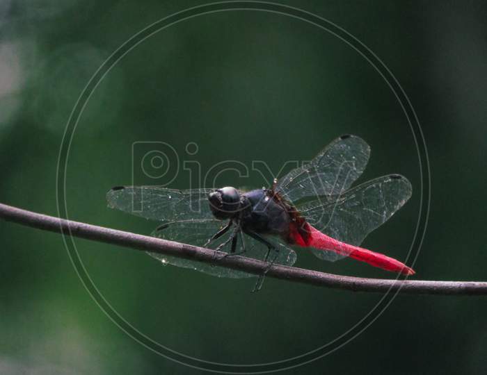 Dragonfly (Orthetrum Villosovittatum