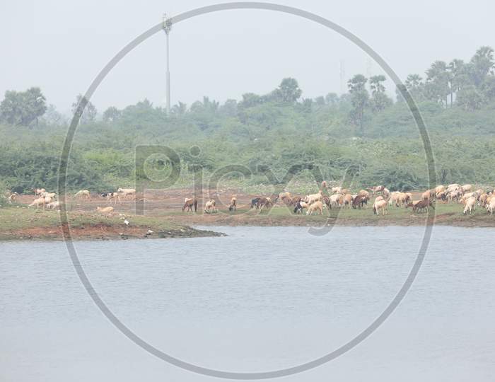 Goats at rural village area