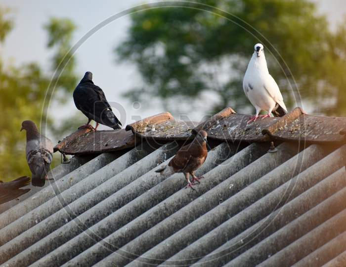 Some Pigeons Are Sitting On Roof On Their Nest
