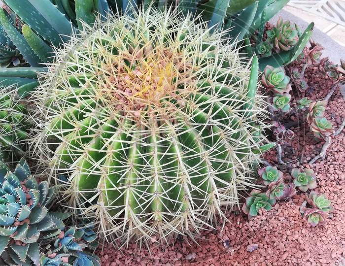 Thorn Protects, Thorn Beautifies, A Cactus Plant