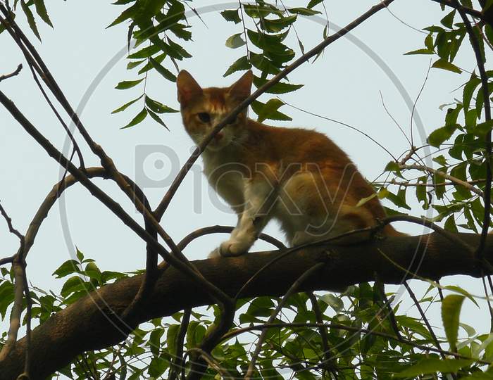 Cat on the tree branch