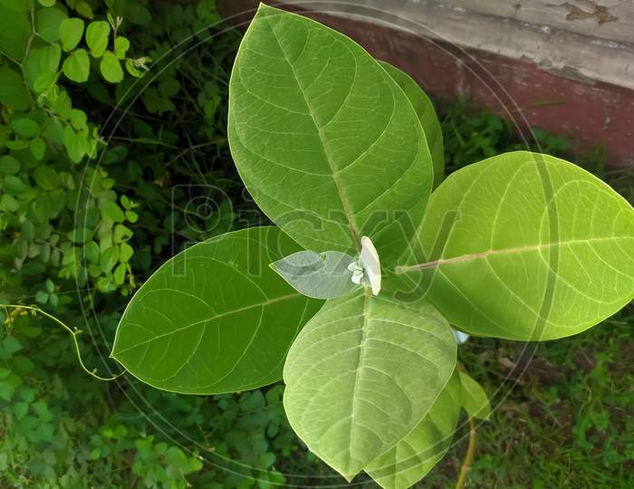 Datura metel plant  in indian village garden