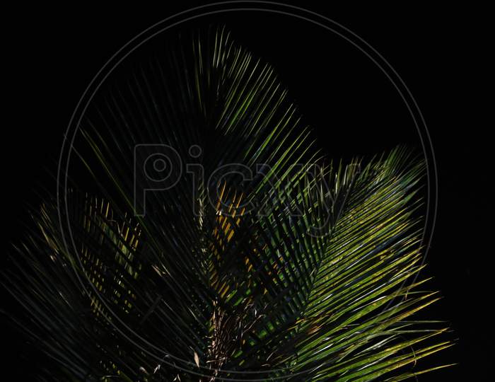 Coconut Leaf Night in the Nature