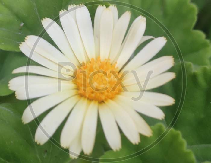 Beautiful white flower