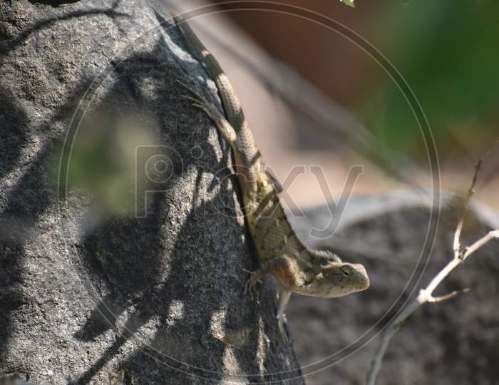 Chameleon -Reptile