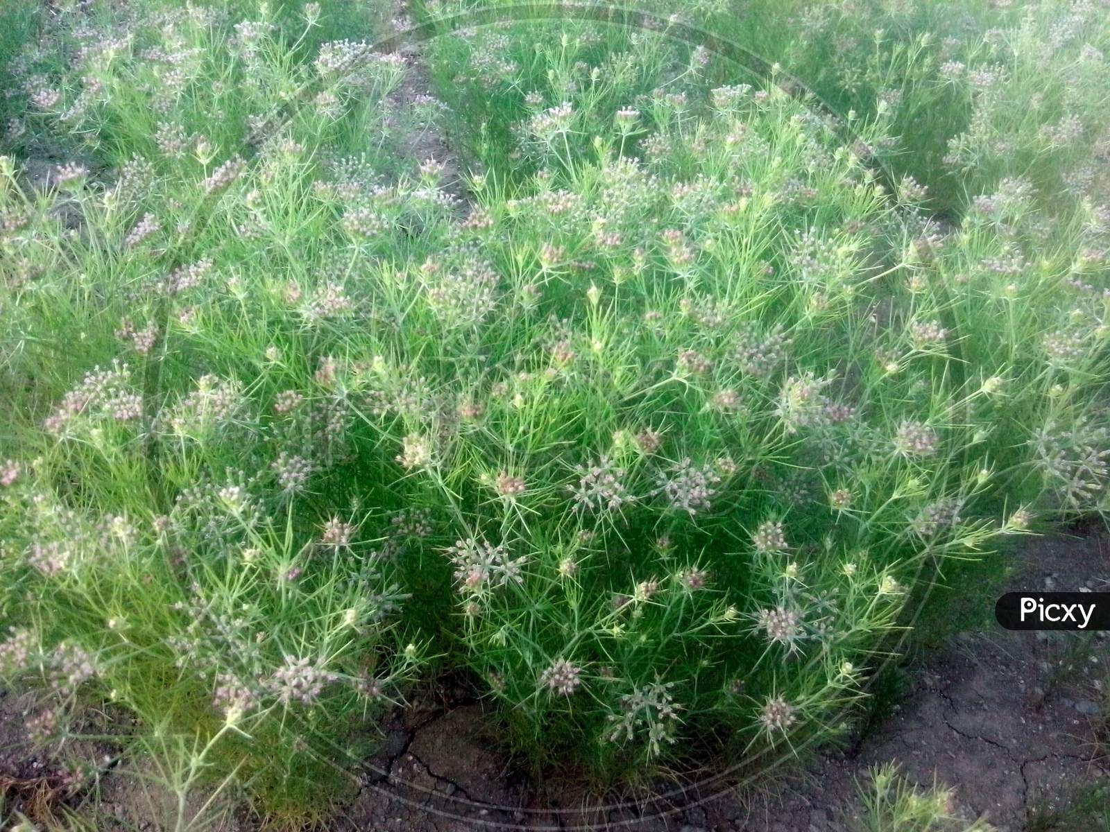 Image of Cumin Crop Field, fresh plant of Cumin seeds farm, growing in ...