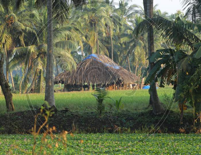 Hut in a rural area