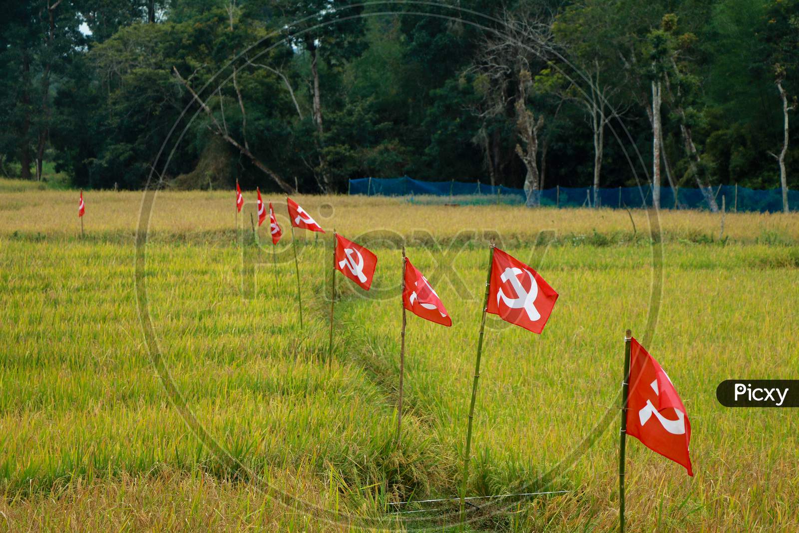 Political party flags place in paddy field for election campaign