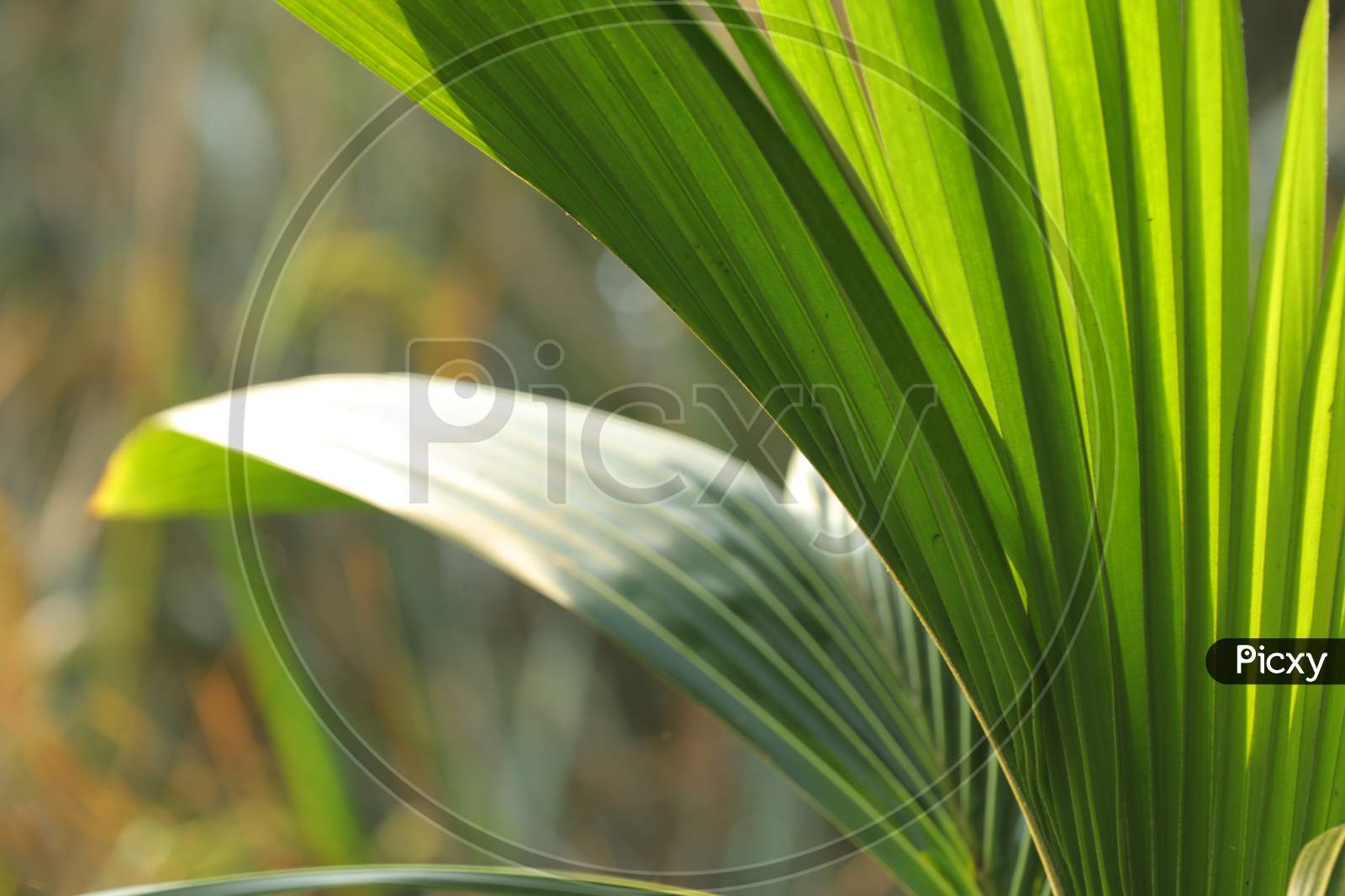 Coconut Leaf in the Nature