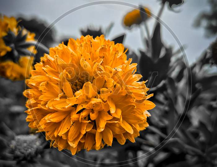 Marigold flower captures beautifully