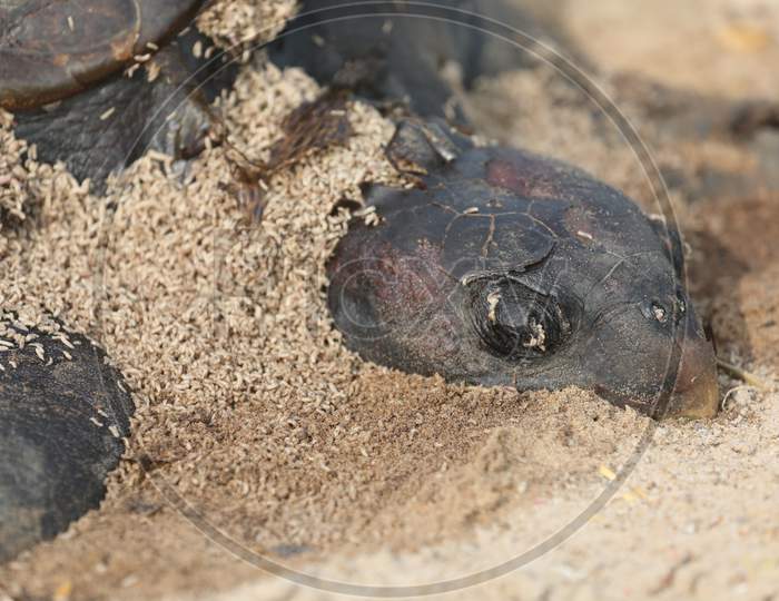 Body Of Dead Sea Turtle On The Beach