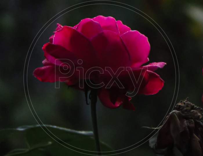 Reddish-pink rose of winter