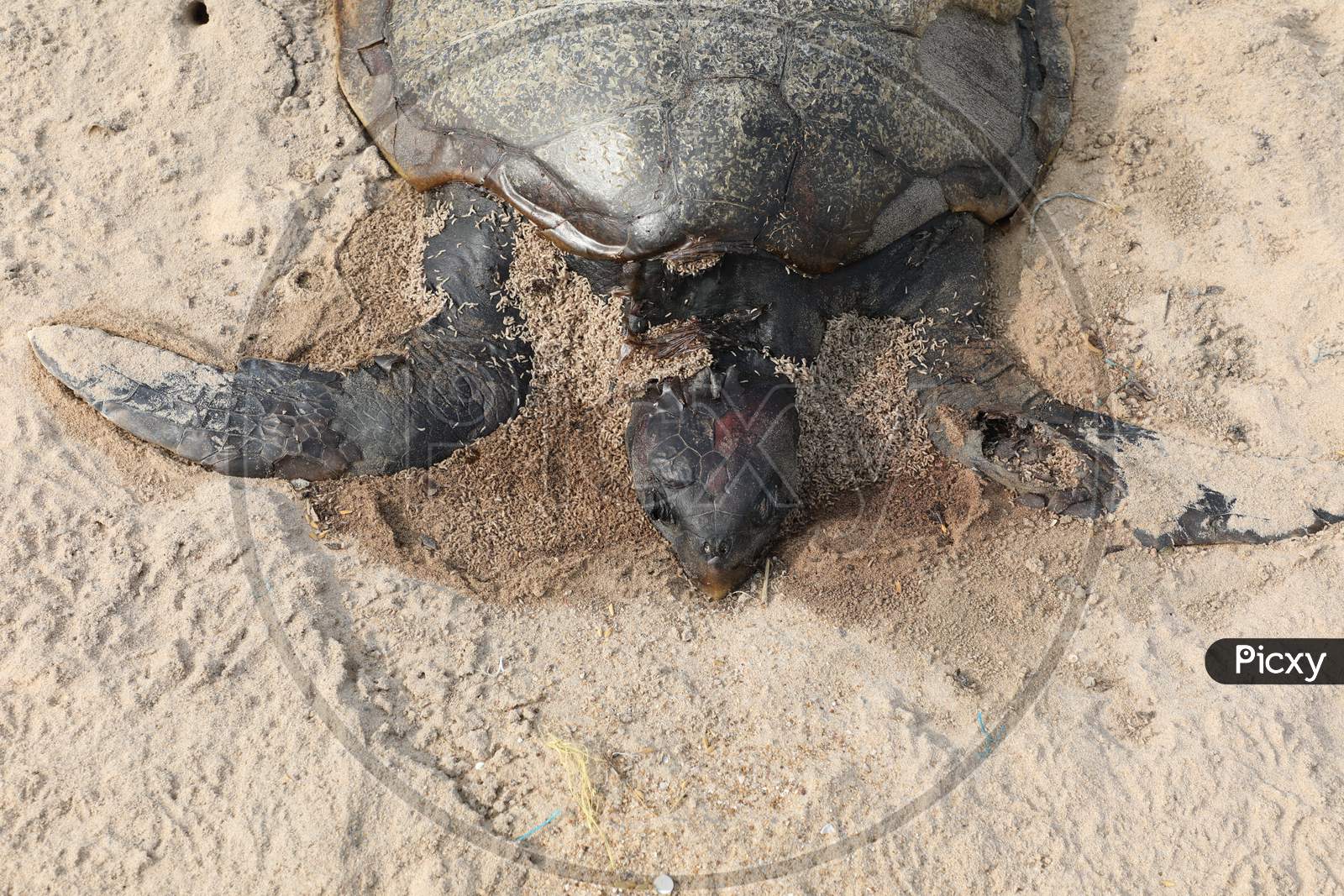 Body Of Dead Sea Turtle On The Beach