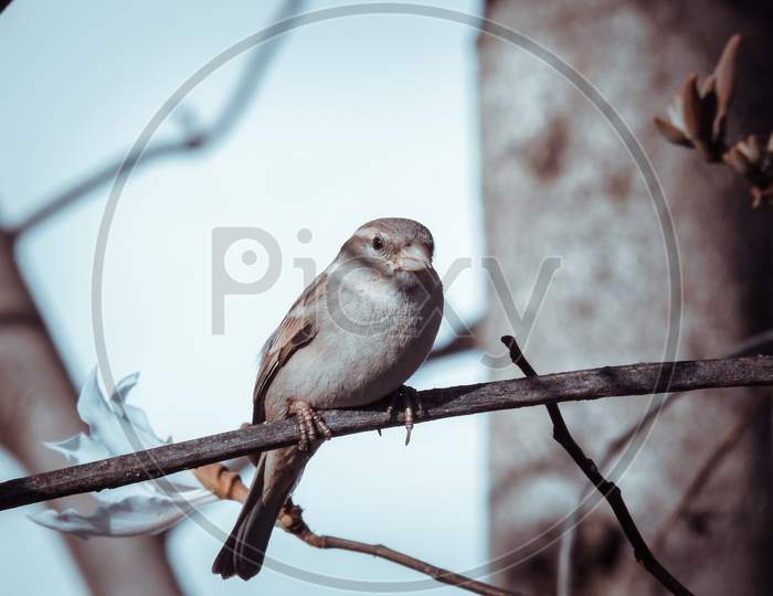 Sparrow sitting on branch