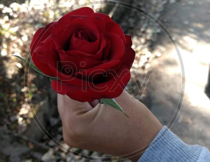 Red rose in hand