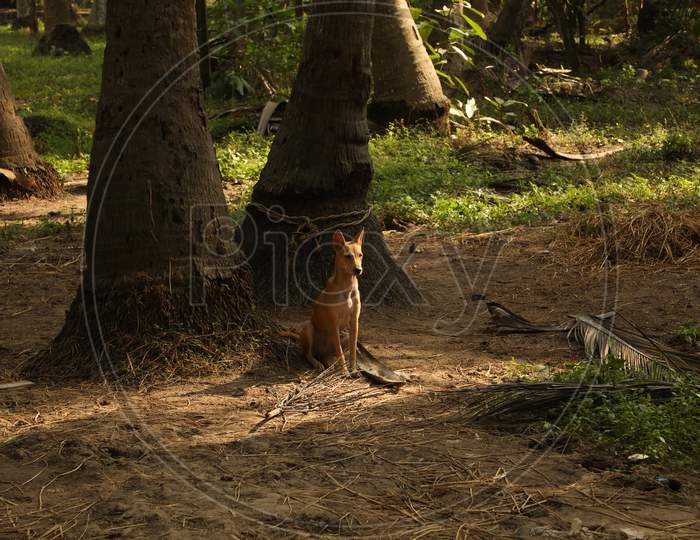 Dog at a rural area