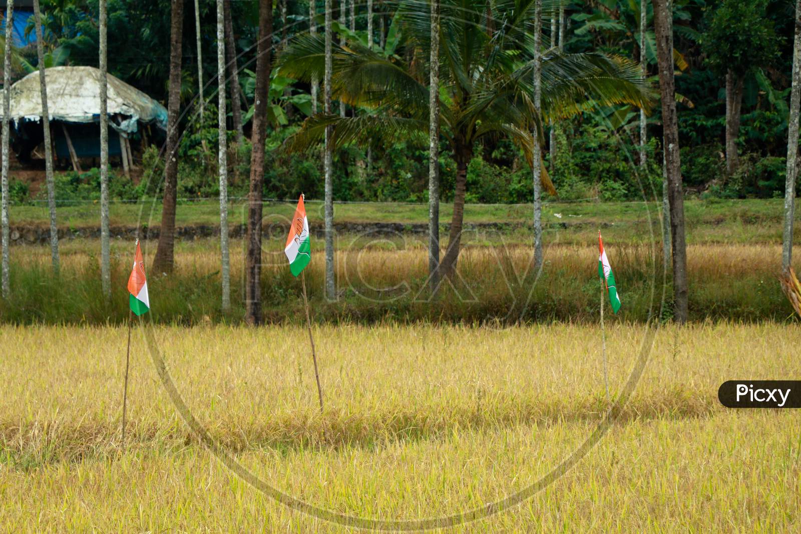 Political party flags place in paddy field for election campaign