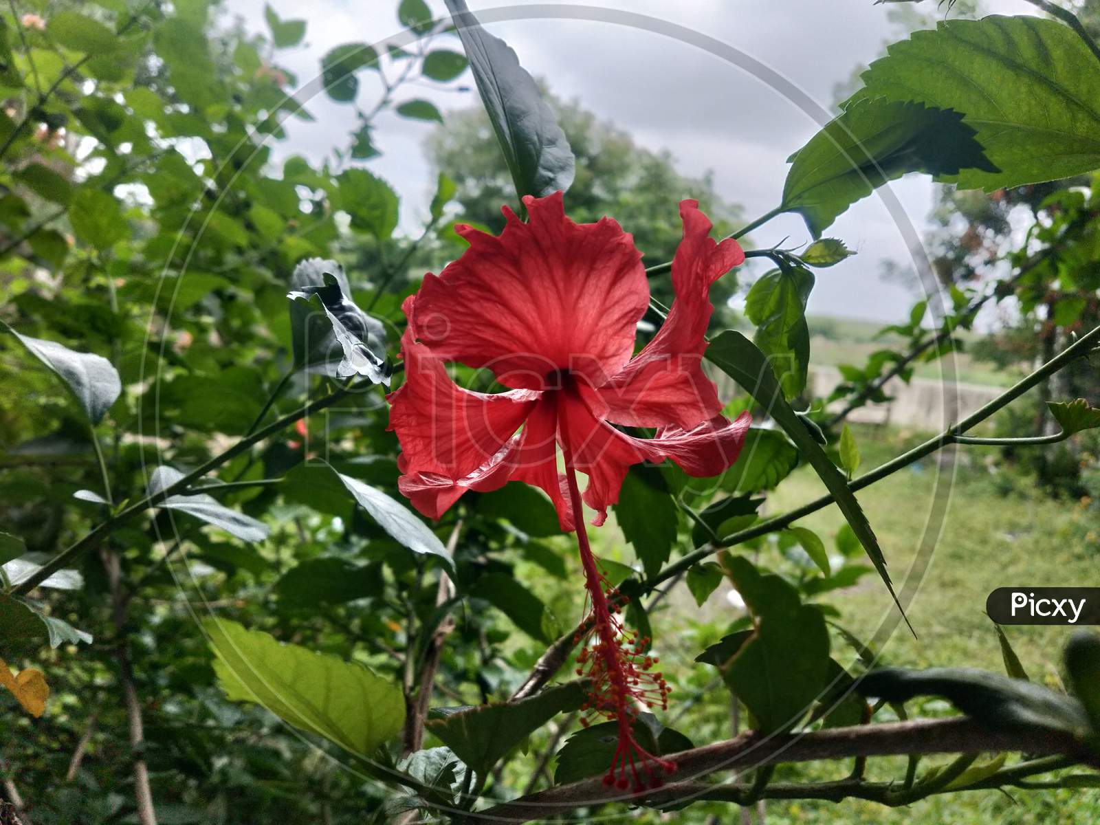 Hibiscus - Jaswand