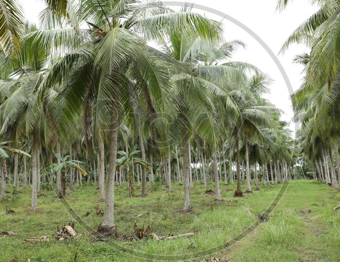 Coconut tree at fields