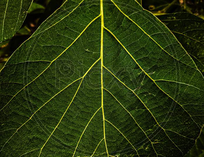 Green leaf speak bliss to me
