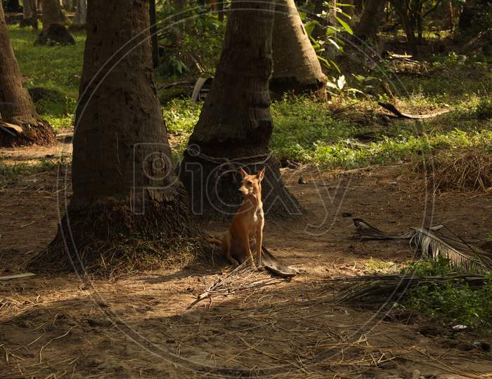 Dog at a rural area