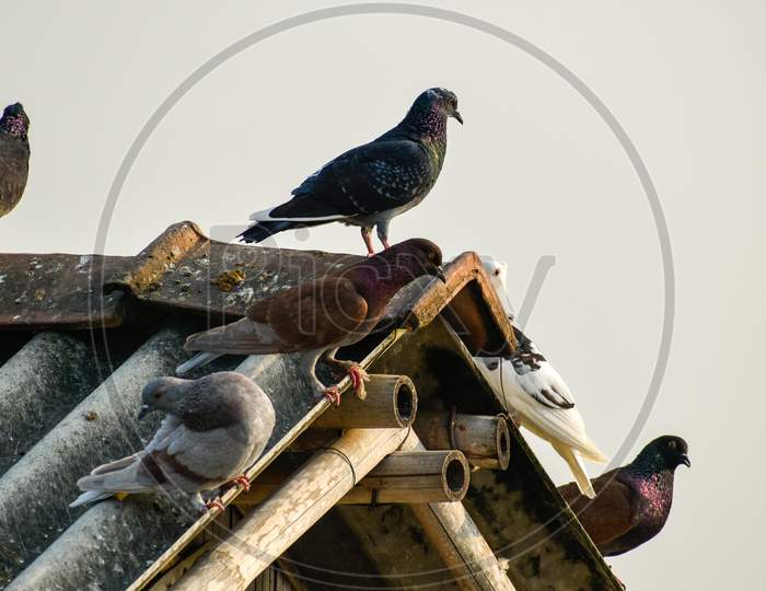 Pigeons Are Sitting On Rooftop