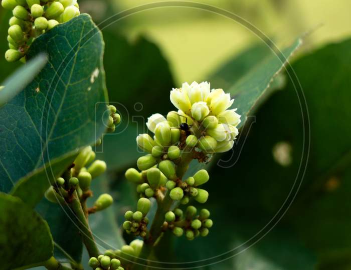Flower of rum berry or  ash sheora plant