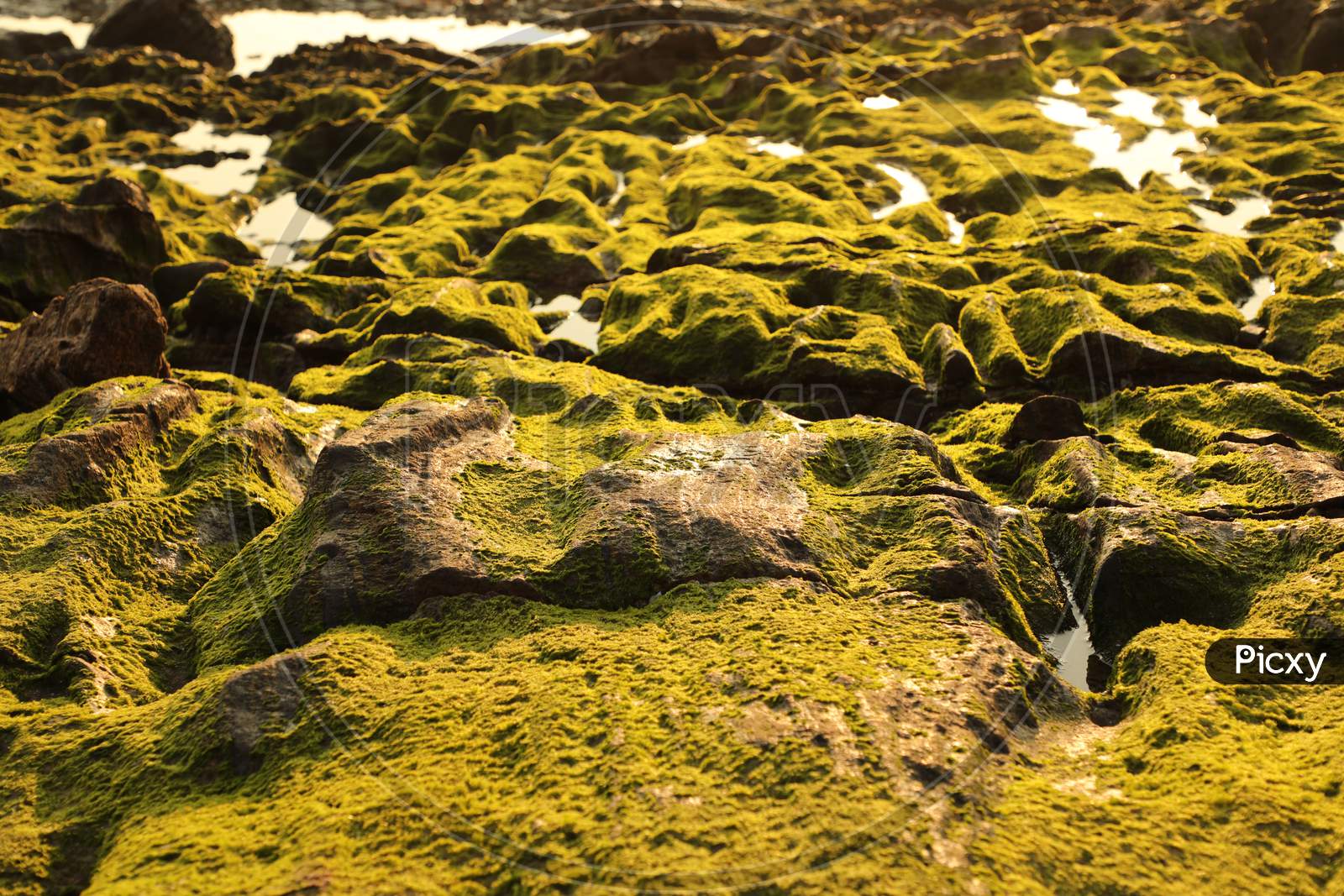 Moss on the Beach Rock