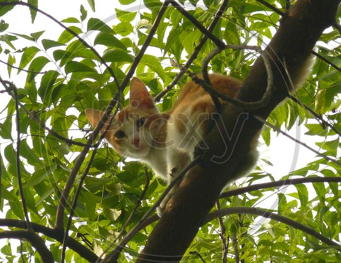 Cat on The Tree