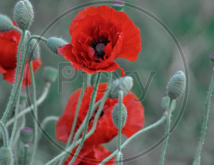 Poppy flower with green background blurred
