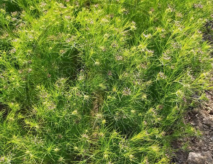 Image of Cumin Crop Field, fresh plant of Cumin seeds farm, growing in ...