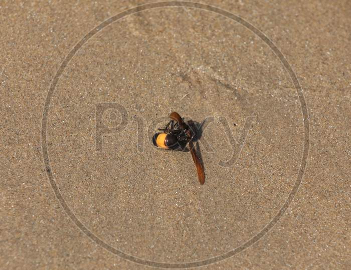Insect Fly in the Beach sand