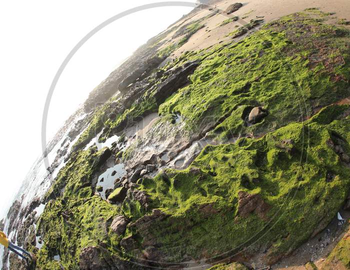 Moss on the Beach Rock